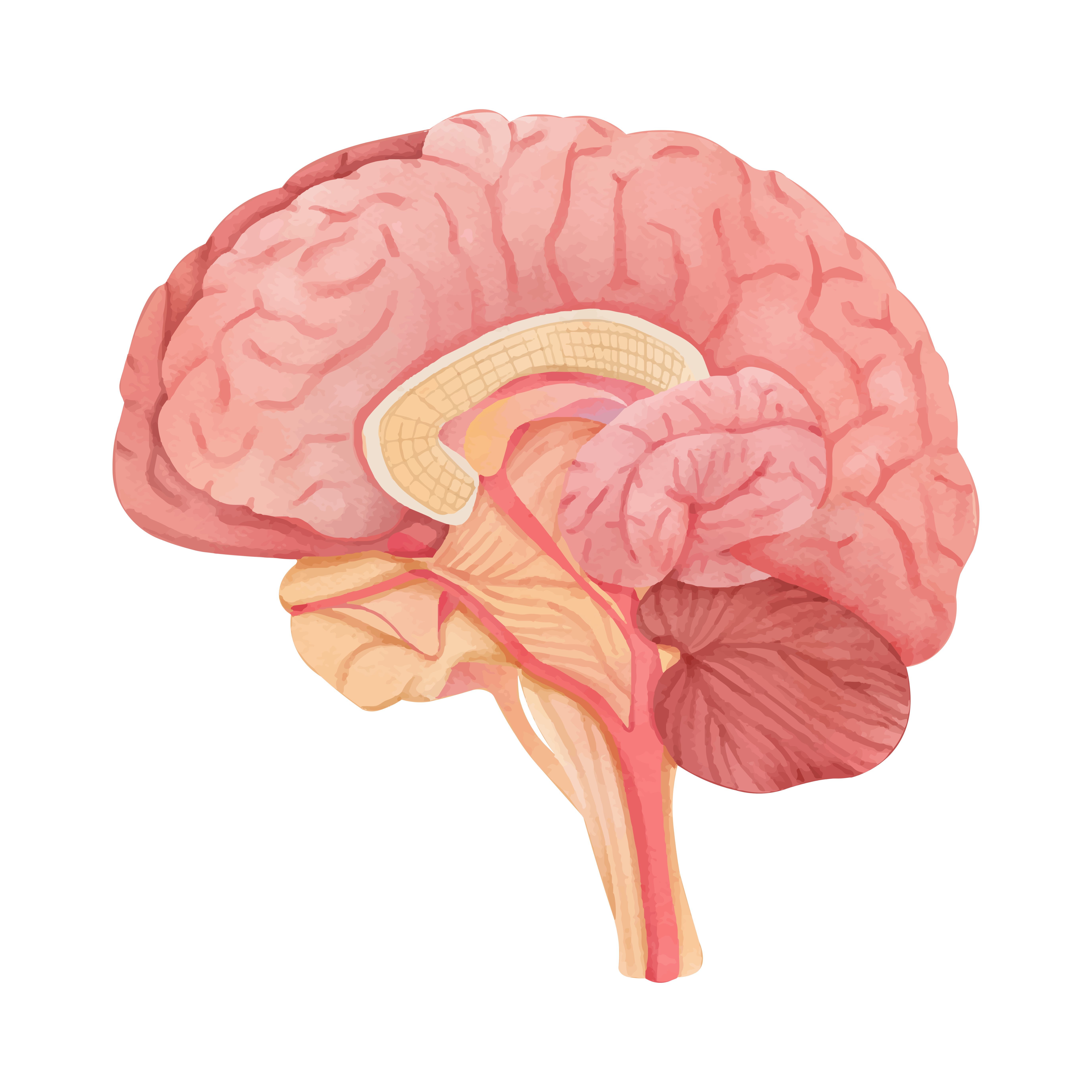 Neurology